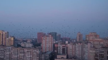 Büyük bir kuş sürüsü alacakaranlıkta gökdelenlerin üzerinde süzülür ve şehir ormanına gizemli ve sinematik bir hava katar.