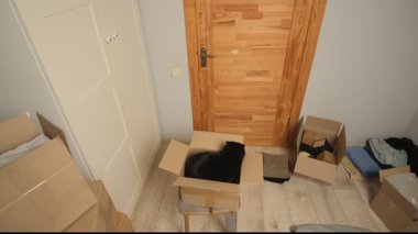 Bir siyah kedi taburede karton bir kutunun içinde oturuyor, kutular ve ev eşyalarıyla çevrili, yeni bir eve taşınma konseptini temsil ediyor..