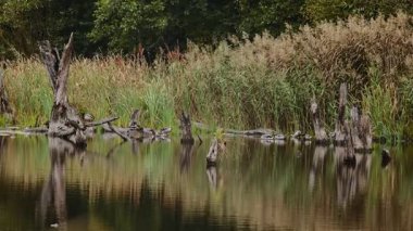Ördekler, sazlıklar ve ağaçlarla çevrili sakin bir orman göletinde bir kütüğün üzerinde dinlenirler..