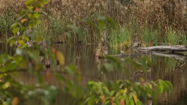 Vahşi ördekler, ön plandaki yapraklarla bulanık, sazlıklar ve ağaçlarla çevrili bir göldeki bir kütükte dinlenirler..