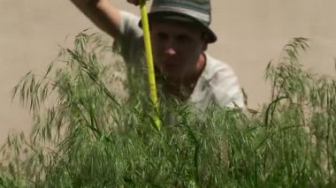 Arka bahçede uzun boylu otları mezurayla ölçen bir adam. Komik sahne.