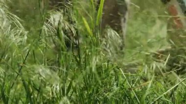 Ot, ip budama makinesiyle yavaş çekimde kesilir. Ev dekorasyonu ve bahçe işleri. Gerçekçi çim biçme sahnesi