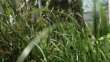 Ot, ip budama makinesiyle yavaş çekimde kesilir. Ev dekorasyonu ve bahçe işleri. Gerçekçi çim biçme sahnesi