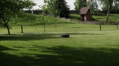 Robot çim biçme makinesi güneşli bir havada geniş bir çimenlikte çim biçiyor. Büyük mülklerde zahmetsiz bahçe bakımı için akıllı teknoloji.