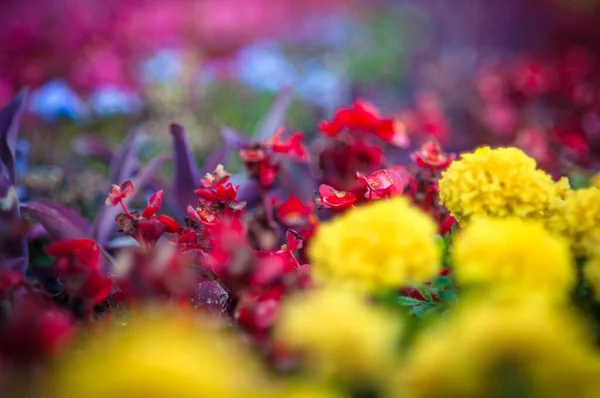 Fondo Colorido Vibrante Que Vida Belleza Naturaleza — Foto de Stock