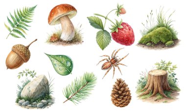 A beautiful set of hand-painted watercolor illustrations featuring natural elements found in a forest. This collection includes a fern, pinecone, acorn, spider, mushroom, rock, moss, tree stump, pine needle, dew-covered leaf, and ripe strawberry. Ide