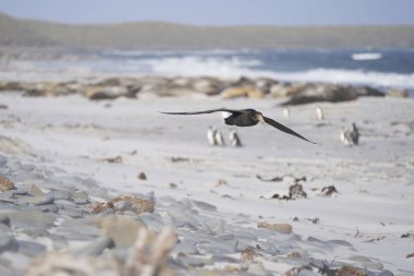 Güney Devi Petrel (Makronectes giganteus) Falkland Adaları 'ndaki Deniz Aslanı Adası' nda Güney Fok balıkları tarafından üremek için kullanılan plajın üzerinde uçar..