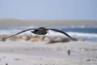 Güney Devi Petrel (Makronectes giganteus) Falkland Adaları 'ndaki Deniz Aslanı Adası' nda Güney Fok balıkları tarafından üremek için kullanılan plajın üzerinde uçar..