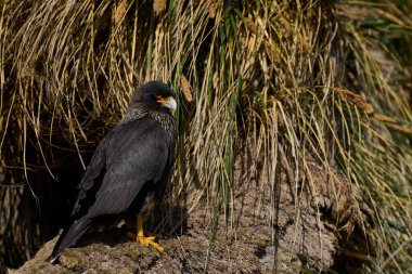 Falkland Adaları 'ndaki Deniz Aslanı Adası kıyısındaki tussock otlarında çizgili Karakara (Phalcoboenus australis)..