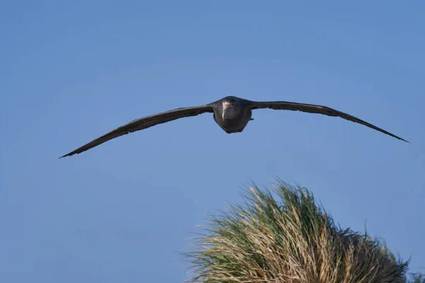 Südlicher Riesensturmvogel Macronectes Giganteus Fliegt Über Einen Strand Der Für — Stockfoto