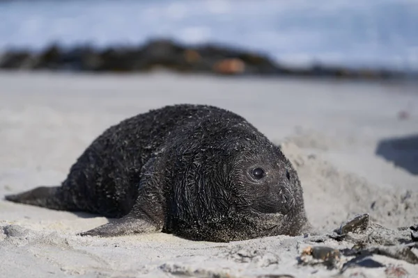 Southern Elephant Seal Mirounga Leonina Pup Aan Kust Van Sea — Stockfoto
