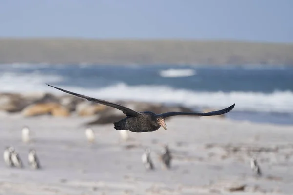 Southern Giant Petrel Macronectes Giganteus Летить Над Пляжем Який Використовується — стокове фото