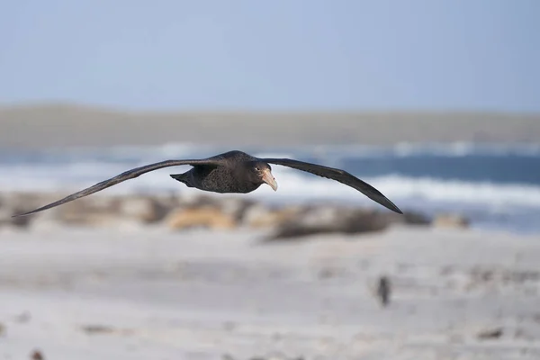 Déli Óriás Petrel Macronectes Giganteus Repül Falkland Szigeteken Déli Elefántfókák — Stock Fotó