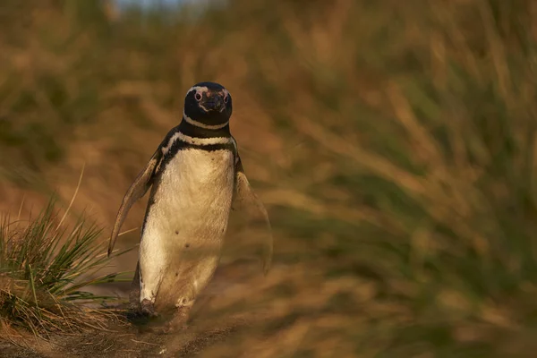 Magelhaense Pinguïn Spheniscus Magellanicus Weg Naar Het Strand Van Kust — Stockfoto