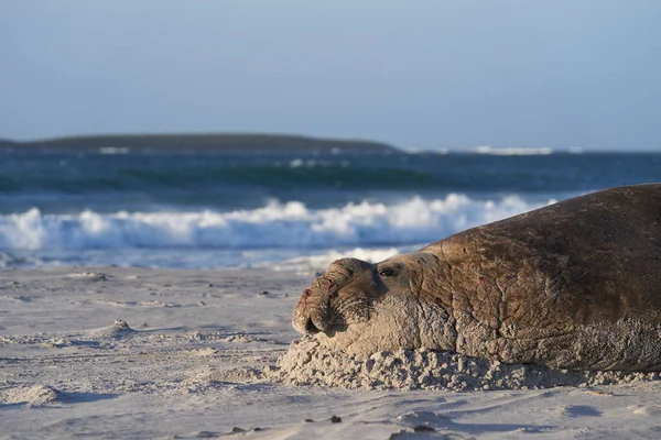 フォークランド諸島の海のライオン島の砂浜のビーチで横になっている南のオスのゾウアザラシ属 Leonina — ストック写真