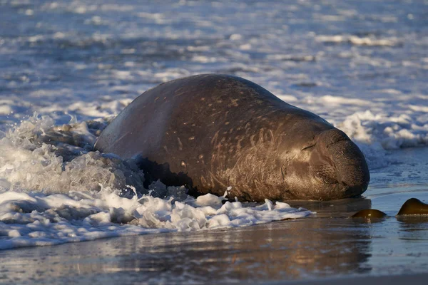 Male Southern Elephant Seal Mirounga Leonina Moři Pobřeží Ostrova Sea — Stock fotografie