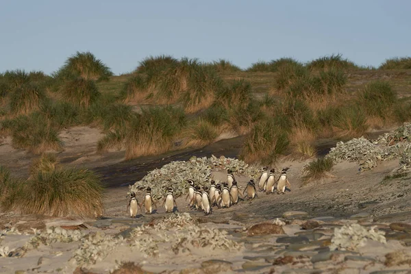 Magellanic Penguin Spheniscus Magellanicus Míří Pláž Moři Pobřeží Lví Ostrov — Stock fotografie