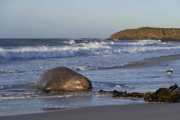 Mužské Rypouš Sloní Mirounga Leonina Leží Písečné Pláži Ostrově Lachtan — Stock fotografie