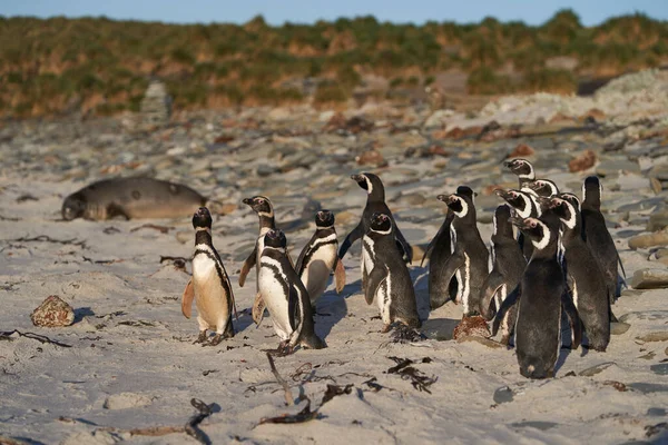 Magellán Pingvin Spheniscus Magellanicus Falkland Szigetek Oroszlánfóka Szigetének Partjairól Tengerpartra — Stock Fotó