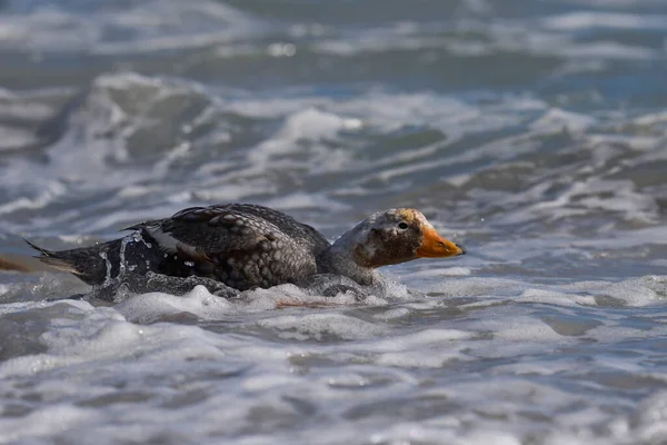 Falkland Steamer Duck Tachyeres Brachypterus Sulla Costa Dell Isola Bleaker — Foto Stock