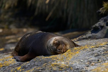 Falkland Adaları 'ndaki Sea Lion Adası kıyılarında dişi Güney Denizi Aslanı (Otaria flavescens).