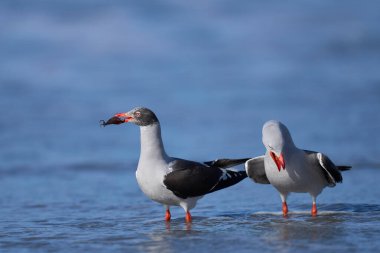 Falkland Adaları 'ndaki Sea Lion Island sahilinde Yunus Martı (Leucophaeus skores)