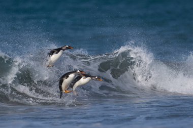 Gentoo Penguenleri (Pygoscelis papua) Falkland Adaları 'ndaki Deniz Aslanı Adası' nda beslendikten sonra kıyıya çıkarlar..