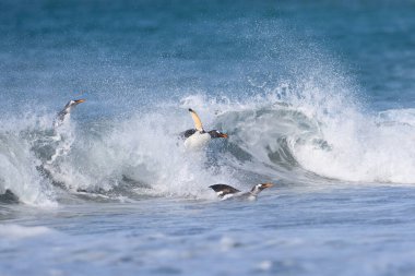 Gentoo Penguenleri (Pygoscelis papua) Falkland Adaları 'ndaki Deniz Aslanı Adası' nda beslendikten sonra kıyıya çıkarlar..