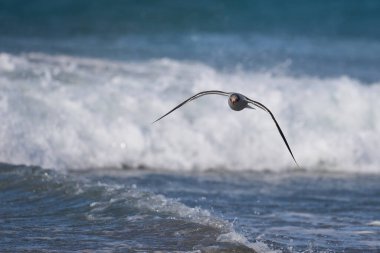 Falkland Adaları 'ndaki Sea Lion Island sahilinde Yunus Martı (Leucophaeus skores)