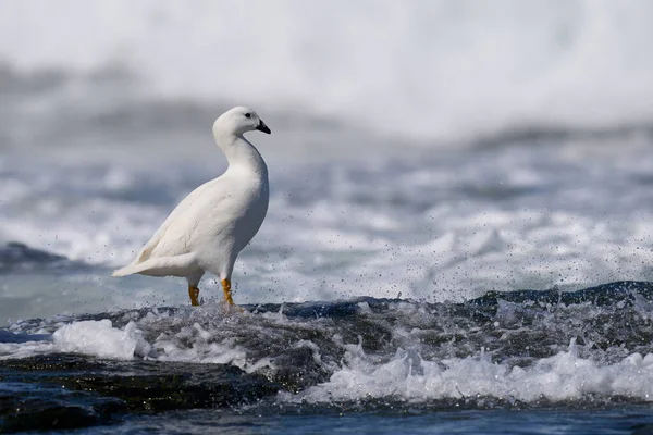 Erkek esmer Su yosunu kaz (Chloephaga boş malvinarum) kayalık sahil deniz aslanı Island'ın, Falkland Adaları.