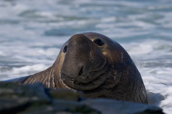 Σφραγίδα Male Southern Elephant Seal Mirunga Leonina Στη Θάλασσα Στις — Φωτογραφία Αρχείου