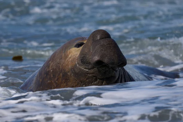 Male Southern Elephant Seal Mirounga Leonina Moři Pobřeží Ostrova Sea — Stock fotografie