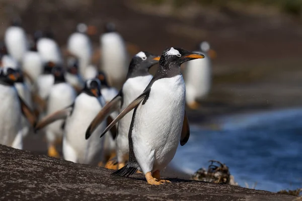 Gentoo Penguins Pygoscelis Papua Regresando Colonia Isla Sea Lion Las —  Fotos de Stock