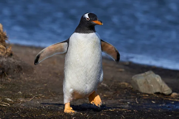 Пингвины Pygoscelis Papua Возвращаются Колонию Острове Лион Фолклендских Островах — стоковое фото