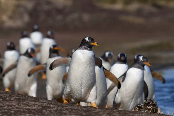 Gentoo Penguins Pygoscelis Papua Vracejí Kolonie Ostrově Sea Lion Falklandech — Stock fotografie