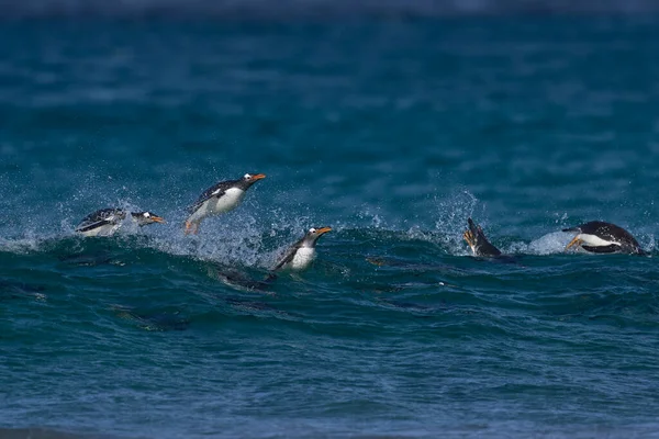 Ezelspinguïns Pygoscelis Papua Die Aan Land Komen Zich Zee Hebben — Stockfoto