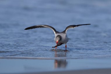 Falkland Adaları 'ndaki Sea Lion Island sahilinde Yunus Martı (Leucophaeus skores)