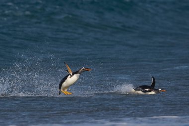 Gentoo Penguenleri (Pygoscelis papua) Falkland Adaları 'ndaki Deniz Aslanı Adası' nda beslendikten sonra kıyıya çıkarlar..