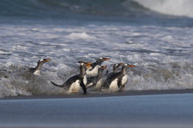 Gentoo Penguenleri (Pygoscelis papua) Falkland Adaları 'ndaki Deniz Aslanı Adası' nda beslendikten sonra kıyıya çıkarlar..