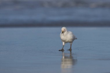 Falkland Adaları 'ndaki Sea Lion Adası kıyılarında solgun yüzlü Sheathbill (Chionis albus).                               