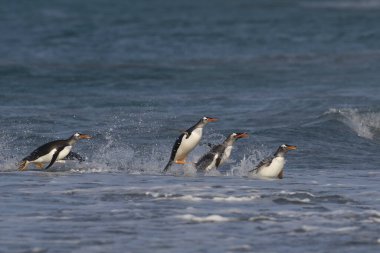 Gentoo Penguenleri (Pygoscelis papua) Falkland Adaları 'ndaki Deniz Aslanı Adası' nda beslendikten sonra kıyıya çıkarlar..
