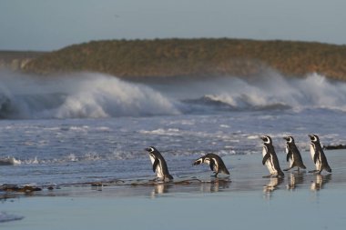 Macellan Pengueni (Spheniscus magellanicus) Falkland Adaları 'ndaki Deniz Aslanı Adası kıyılarından denize açılmak üzere sahile doğru yol alır..