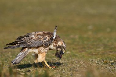 Değişken Şahin (Buteo poliosoma) Falkland Adaları 'ndaki Deniz Aslanı Adası' nda yakaladığı küçük bir kuşla beslenir.
