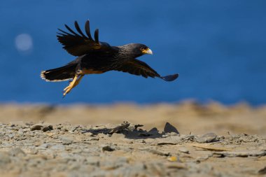 Falkland Adaları 'ndaki Deniz Aslanı Adası üzerinde alçaktan uçan çizgili Caracara (Phalcoboenus australis)..