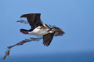 Falkland Adaları 'ndaki Deniz Aslanı Adası' nda yuva malzemesi olarak kullanılacak bitki örtüsünü taşıyan Imperial Shag (Phalacrocorax atriceps albiventer)