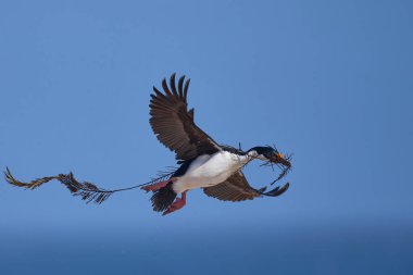 Falkland Adaları 'ndaki Deniz Aslanı Adası' nda yuva malzemesi olarak kullanılacak bitki örtüsünü taşıyan Imperial Shag (Phalacrocorax atriceps albiventer)