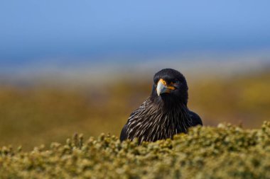 Falkland Adaları 'ndaki Deniz Aslanı Adası' ndaki Çizgili Karakara (Phalcoboenus australis) portresi.