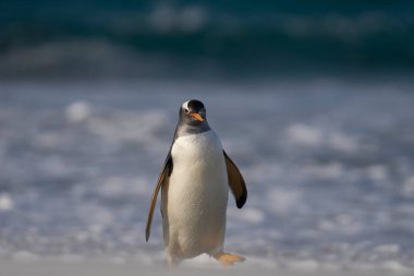 Gentoo Penguenleri (Pygoscelis papua) Falkland Adaları 'ndaki Deniz Aslanı Adası' nda beslendikten sonra kıyıya çıkarlar..