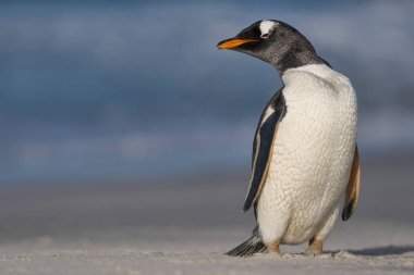 Gentoo Penguen (Pygoscelis papua) Falkland Adaları 'ndaki Sea Lion Adası' nda karaya çıktıktan sonra sahilde duruyordu..