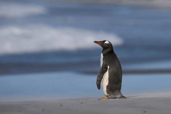 Gentoo Penguin Pygoscelis Papua 在福克兰群岛海狮岛上上岸后站在海滩上 — 图库照片